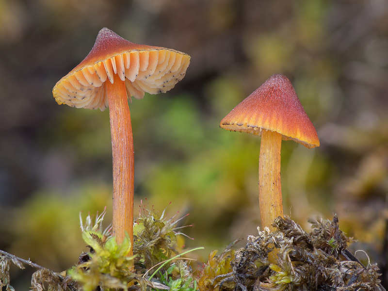 Hygrocybe conica var. conicopalustris